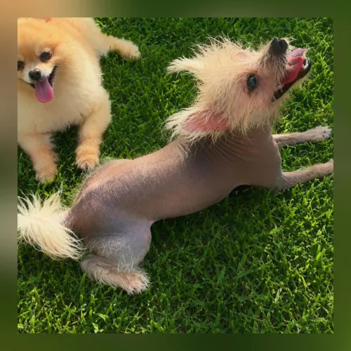 Cão de Crista Chinês Macho