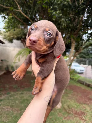 Filhote de Dachshund - Salsicha - Cofap
