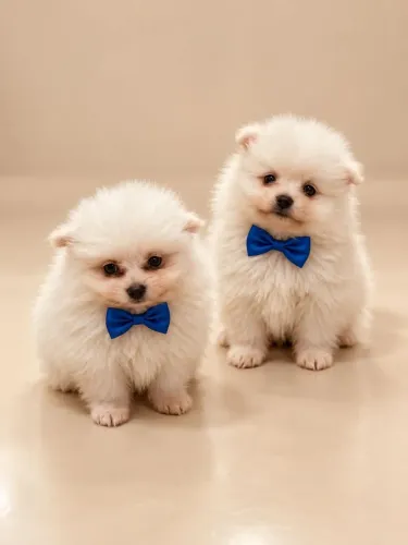 Spitz Alemão Lulu da Pomerania anões Brancos