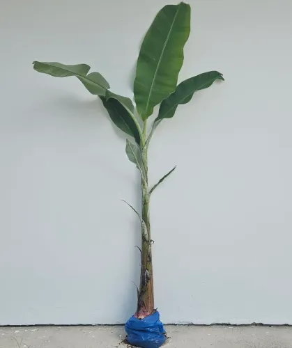 Muda de Bananeira por Apenas R$20,00