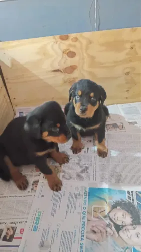 Cachorro