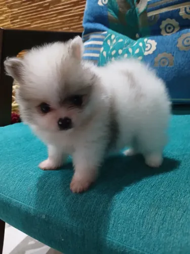 Spitz alemão Fêmea Micro