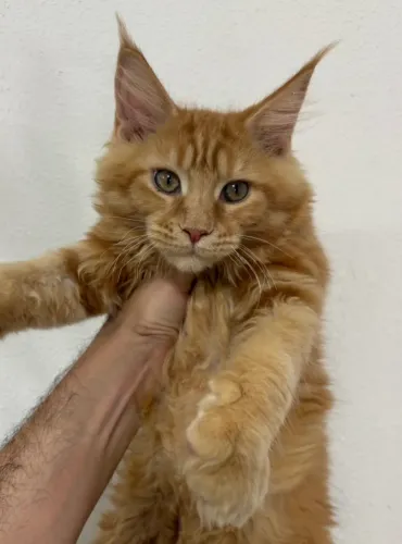 Maine Coon Filhotes - Reserve o Seu