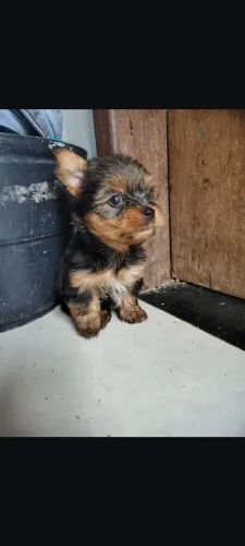 Filhotes de Yorkshire Terrier