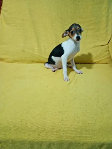 Pinscher macho número 01 vai compretar 5 mês