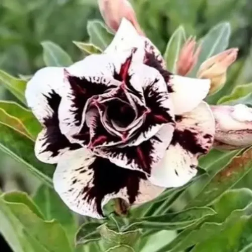 Rosa do deserto