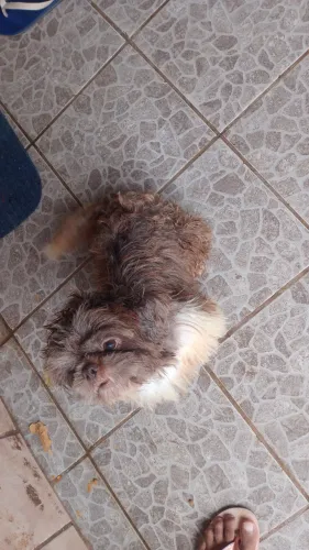 Shihtzu MACHO para CRUZA , linhagem chocolate fígado nariz marrom .