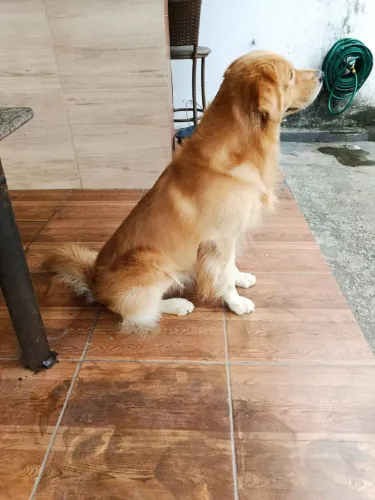 Golden macho reprodutor