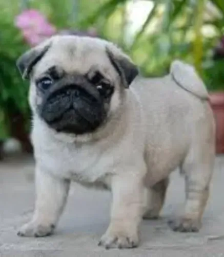 Filhote de Pug!