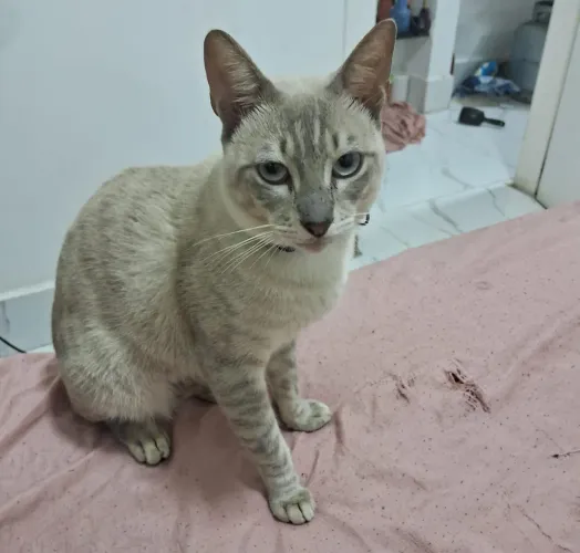 DOA SE GATINHOS MACHOS 