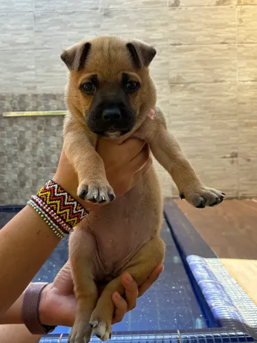Filhote cachorro fêmea adoção