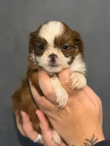Doação Shih tzu