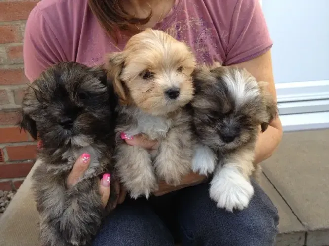 Verdadeiros leãozinhos de pelúcia: Filhotes de Lhasa Apso puros