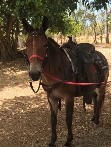 Vendo Mula Patrão, extremamente social ( para criança andar)