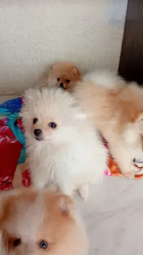 Lulu da pamerania machinho!