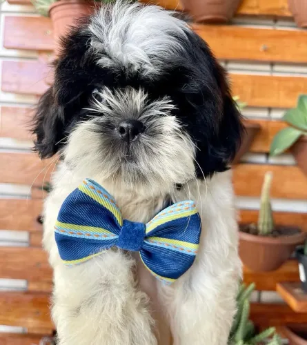 Shihtzu macho 