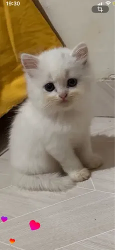 Gato Persa