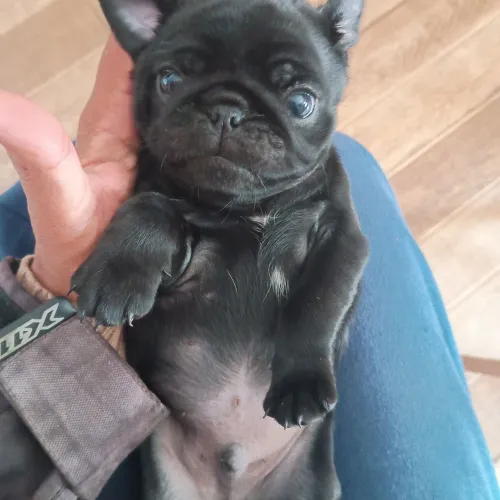 Pug cachorro 