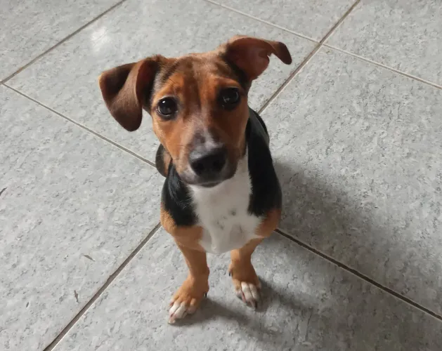 Doação responsável