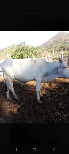 TEMOS  VACAS PRENHA  E TOURINHOS NO ESTADO DE VIÇOSA DO CEARÁ. 