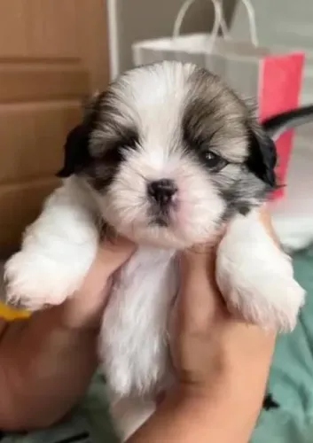 Shihtzu Mini Filhotes Para Pessoas Exigentes.