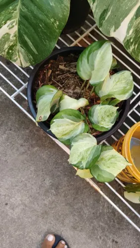 Vendo kit de planta variegata pelo preço unico