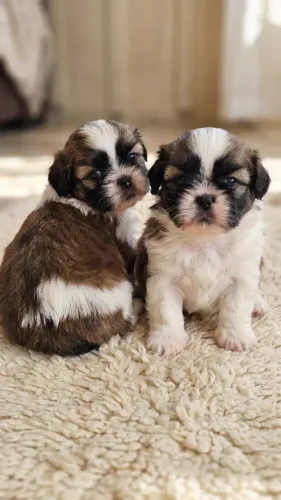 SHIH TZU fêmea - tenho 2 filhotes puros lindos para voce presentar alguem