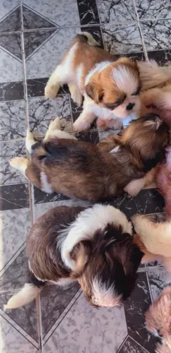 Cachoro shtzu