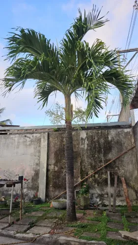 PALMEIRA GRANDE À VENDA