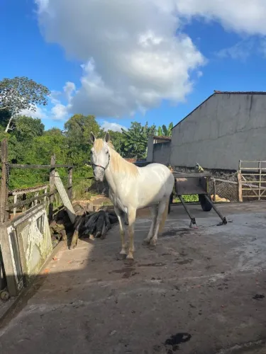 Cavalo pra jogo, animal de segunda muda, mestiço quarto de milha, cavalo diferente e manso
