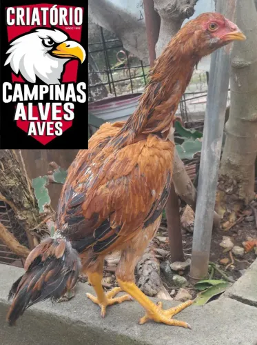 Franguinhos(as) Mura