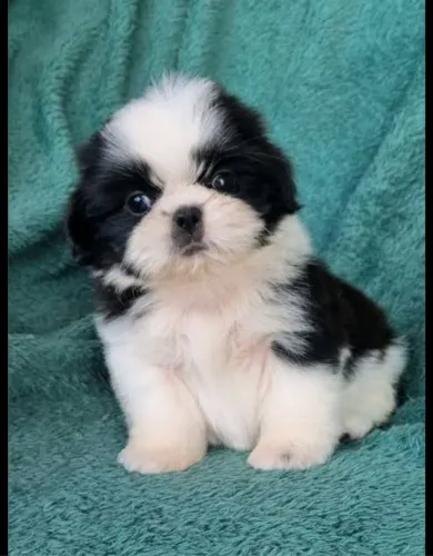 Micro shihtzu fêmea 3 meses