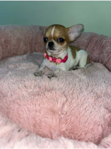 Chihuahua fêmea minúscula!!!