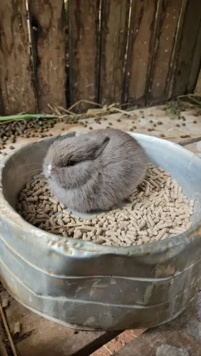 Coelho mini anao pet
