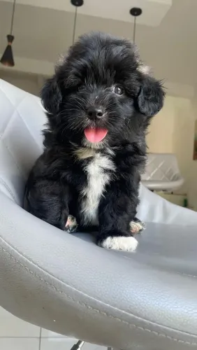 Poodle machinho 