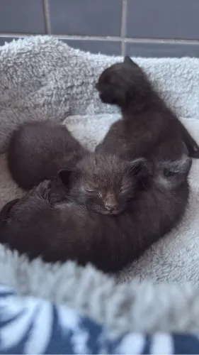 3 filhotes de gato