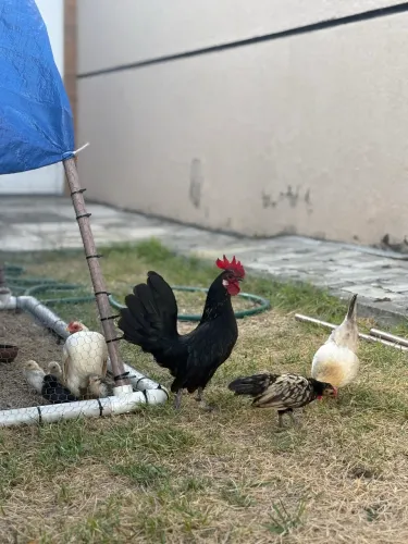 Galinhas e galos (raça pequena) LEIA A LEGENDA