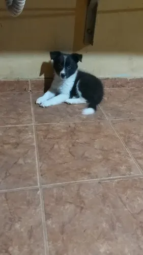 Cachooro