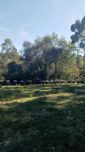 vende-se 4caixas de abelhas com abelhas junto completas e trabalhando