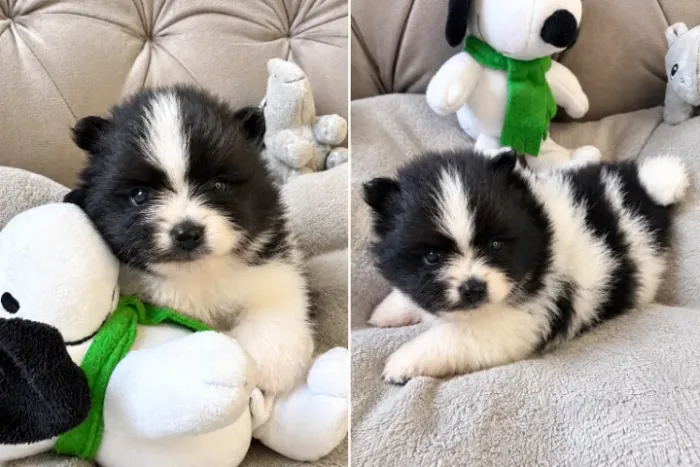FILHOTES DE SPITZ ALEMÃO (LULU DA POMERÂNIA) RESERVAS ABERTAS!