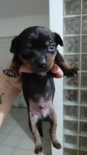 CACHORRO PINSCHER
