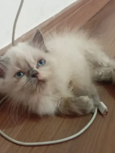 Gato persa