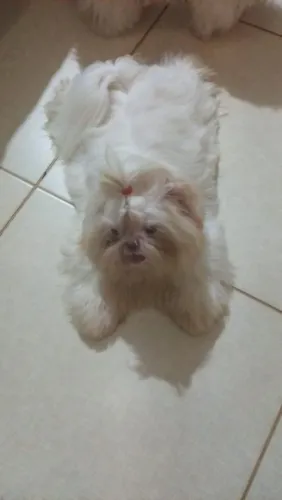 Vende se shitzhu macho branco 