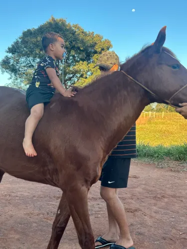 Cavalo