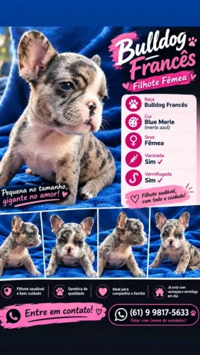Bulldog Francês