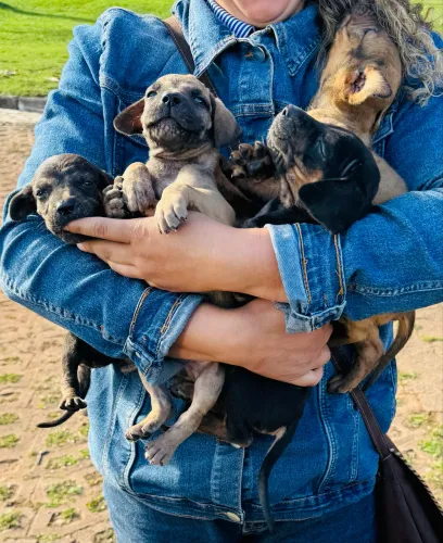 Vendo lindos filhotes de Fila Brasileiro!