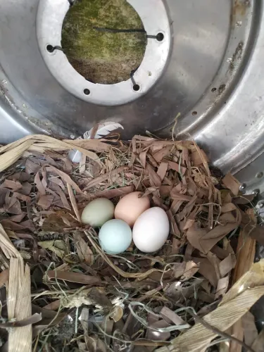 Ovos férteis galinha legorne americana, GLC, Embrapa 051 com pesadão vermelho 