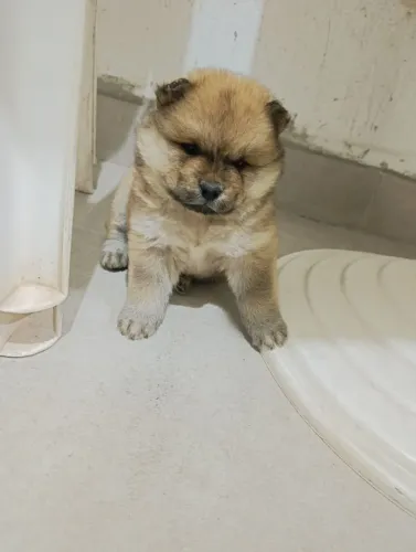 Doação Akita c/chau chau 