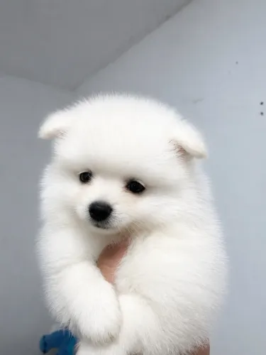 Spitz alemão anão