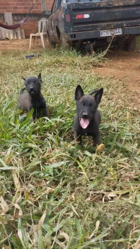 Oportunidade ótimo preço, aceito proposta! Malinois fulvo encarvoado pais pedegree!!! 40 